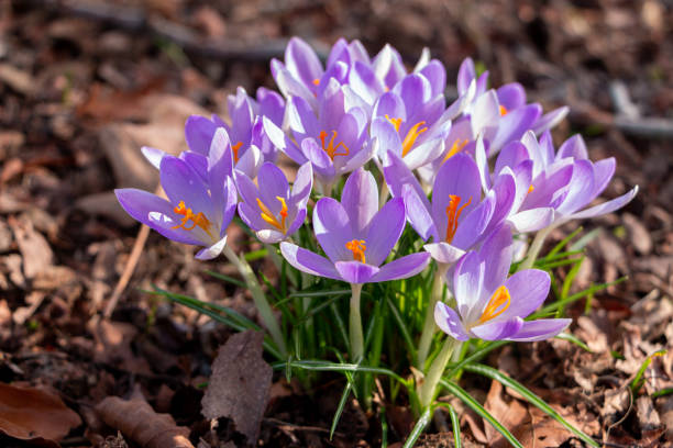 istock Beautiful purple early-flowering crocuses 1304027236