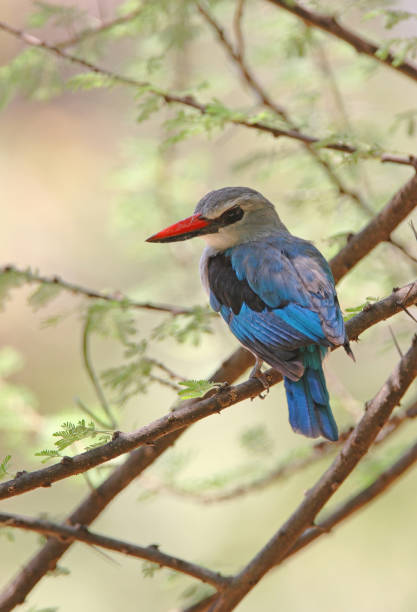 istock Woodland Kingfisher 1304029103