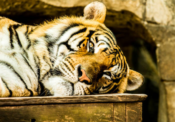 istock Close up big tiger 1304029311