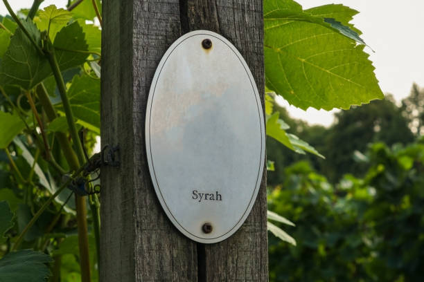 istock Vine plants and a sign 