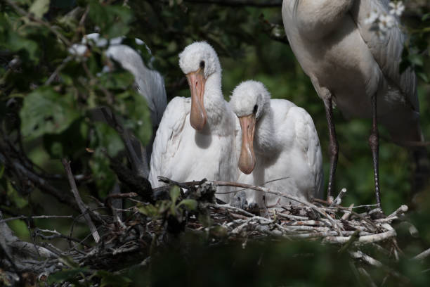 istock Eurasian spoonbill (Platalea leucorodia) with three young spoonbills on the nest. Four weeks old. 1304030161