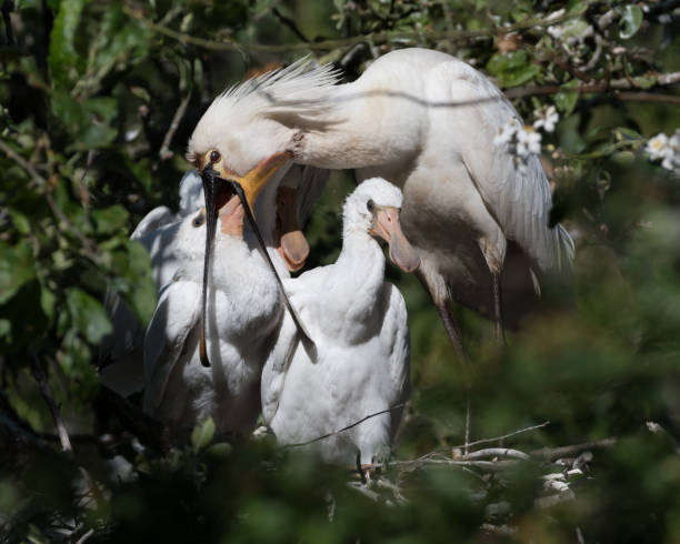 istock Eurasian spoonbill (Platalea leucorodia) with three young spoonbills on the nest. Four weeks old and feeding time. 1304030186
