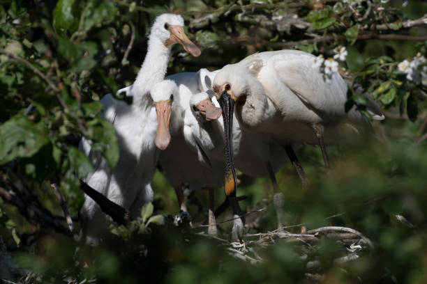 istock Eurasian spoonbill (Platalea leucorodia) with three young spoonbills on the nest. Four weeks old. 1304030222