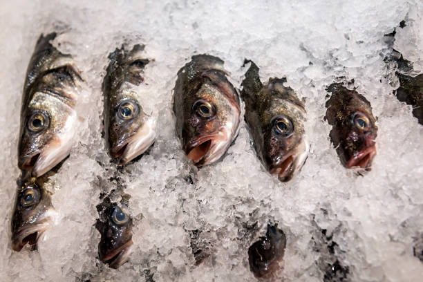 istock chilled fish in ice in the supermarket 1304030642