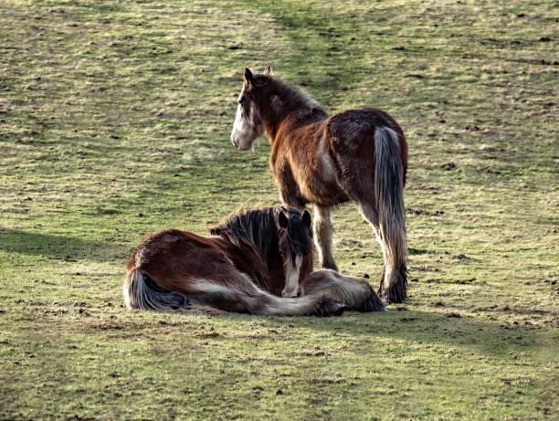 istock Draft Horses Of Selkirkshire. 1304030712