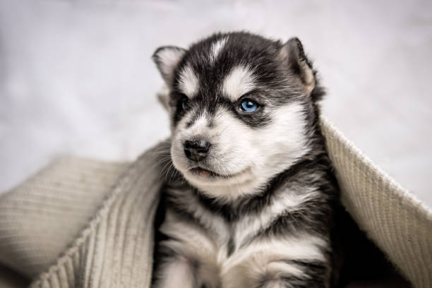 istock husky puppy portrait 1304031460