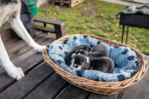 istock newborn husky puppies 1304031559