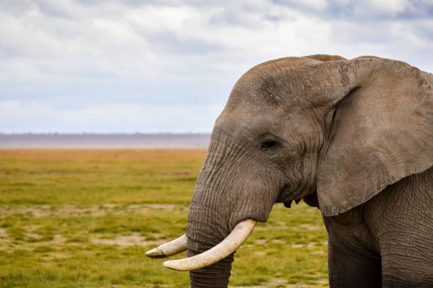 istock view of elephant in amboseli national park 1304033385