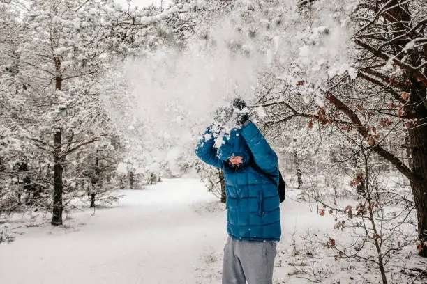 January 30, 2021 - Poland: Snow falling over a bending man in blue jacket, hood after he was shaking the pine tree to have a snow shower in winter wonderland idyllic forest.