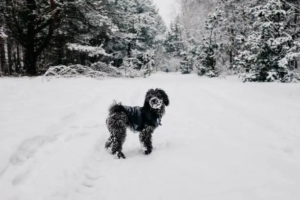 January 30, 2021 - Poland:C ute funny poodle puppy dog standing deep in snow in the forest covered with snow, looking up, wearing a black jacket, small, lost, cold, alone.