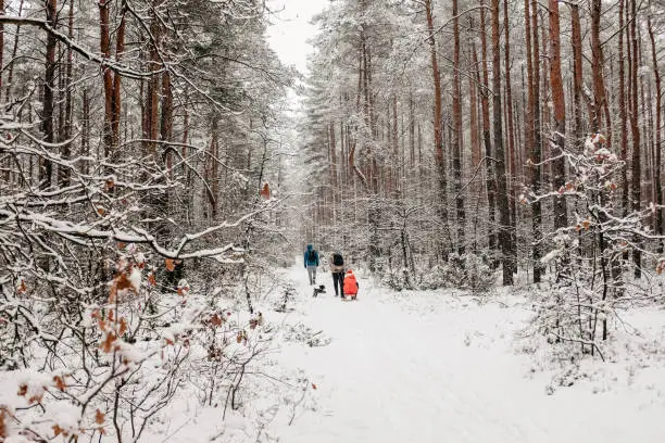 January 30, 2021 - Poland: Winter idyllic - backs of father, two teen sons, brothers, boys, dog walking in deep snow in a forest, riding a sledge, having fun, bonding, living healthy lifestyle, exercising in togetherness.