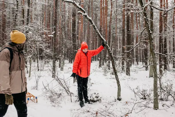 January 30, 2021 - Poland: mischievous, cute teen boy is having fun in winter forest - shaking a snow from a tree, hunching, eyes closed, pulling a sleigh while his friend is walking and watching.