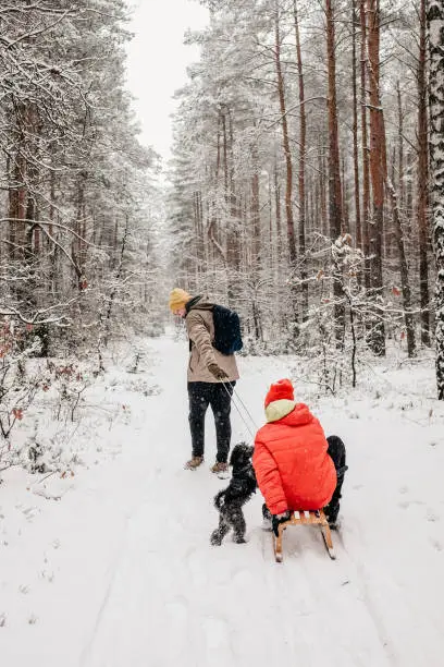 January 30, 2021 - Poland: teen boy is pulling his teenager brother on a sleigh in winter forest deep snow with snow falling. True brotherhood -riding a sledge in idyllic fairy tale winter .