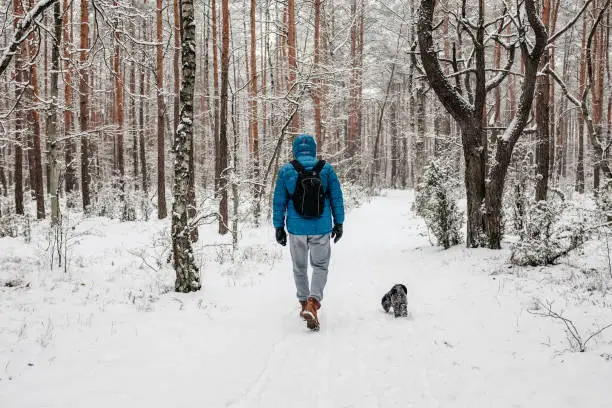 January 30, 2021 - Poland: back view of a man walking his puppy poodle dog in deep snow in winter forest on a path, waring warm blue jacket, hood, being strong, healthy. Obscured face.