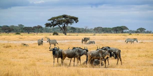 istock group of wildebeests in amboseli national park 1304035402