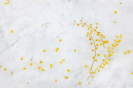 Bush of yellow spring flowers mimosa on snowy ground