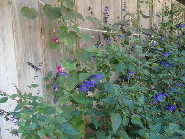 istock Alley flowers. purple. 1304036211