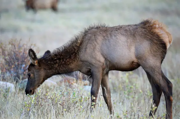 Photo of The fawn