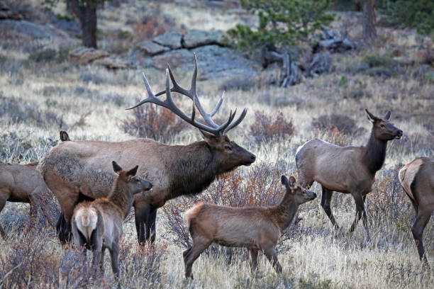 istock Roaring elk and his family 1304039025