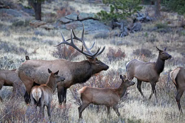 Photo of Roaring elk and his family