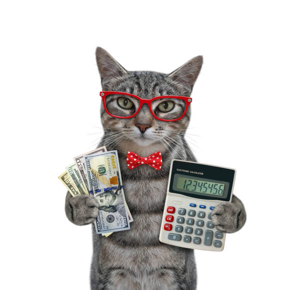 istock Cat gray with calculator and dollars 1304039627