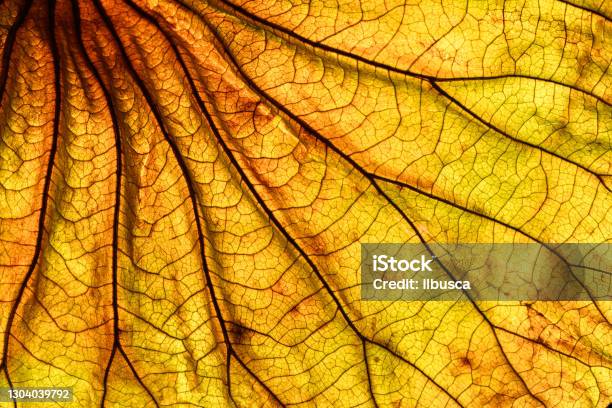 Abstract Backlit Leaf Background Stock Photo - Download Image Now - Nature, Textured, Macrophotography