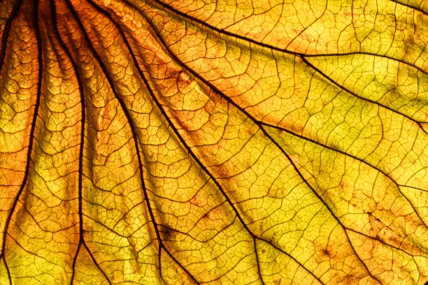 Photo of Abstract backlit leaf background