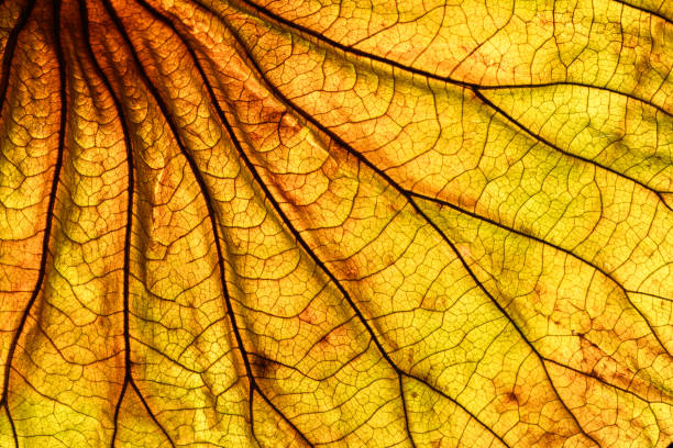 abstrakcyjne podświetlane tło liścia - leaf leaf vein nature green zdjęcia i obrazy z banku zdjęć