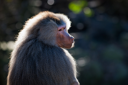 One wild baboon. siiting on fallen stump, warming himself in the morning sun.\n\n