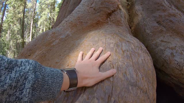 Giant sequoia tree and a human hand for comparison, Kings Canyon, California,USA