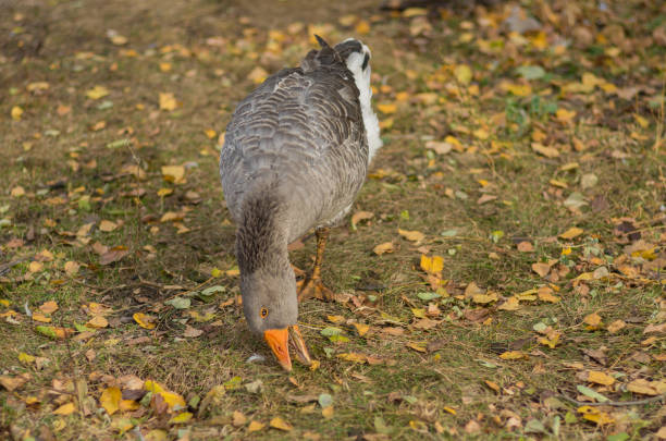 Ducks on a lawn