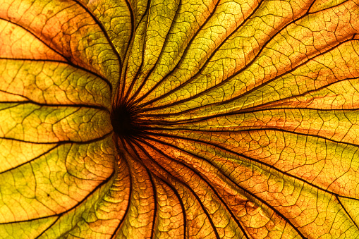 Abstract backlit leaf background
