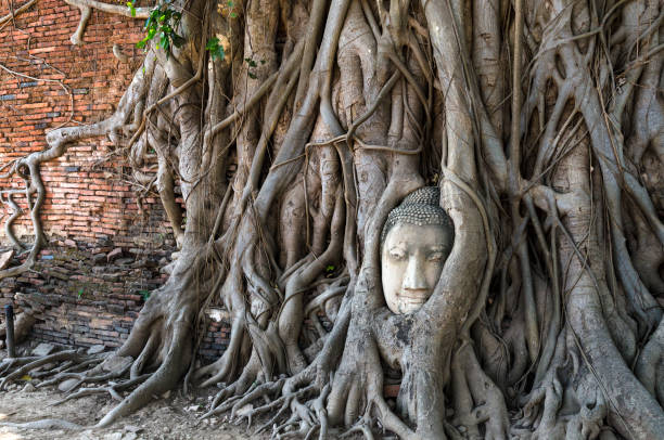 istock Wat Mahathat, Buddha stone head overgrown by roots, Ayutthaya 1304041329