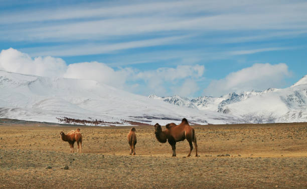 istock Camels in the mountain steppes of Mongolia 1304042165