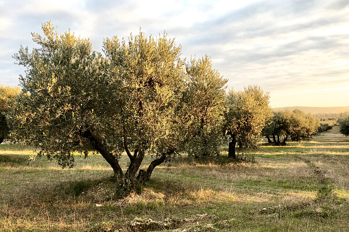 olives tree landscape