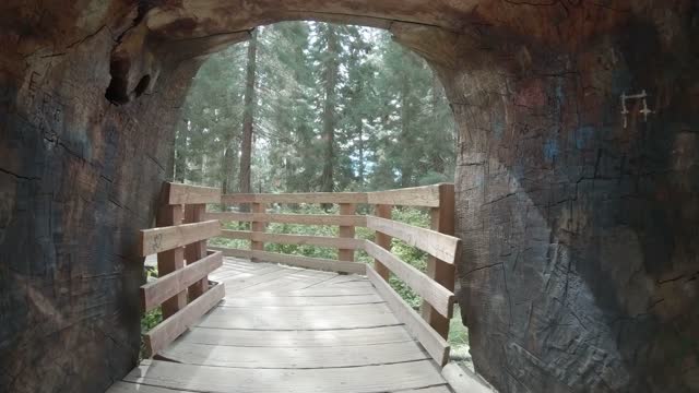 Walking through a giant tree, Sequoia National Park, California, USA