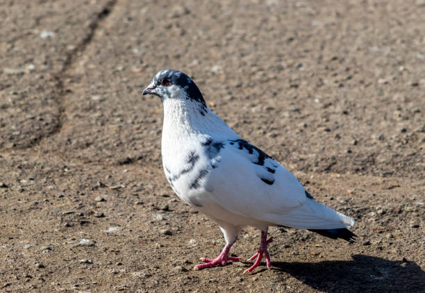 istock A white dove on the ground 1304043872