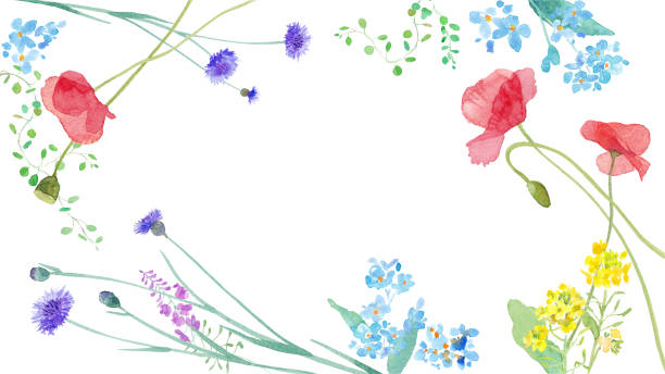 ilustraciones, imágenes clip art, dibujos animados e iconos de stock de diseño de marco de flores en el campo de primavera. vector de traza de ilustración de acuarela. el diseño se puede cambiar. - backgrounds beauty in nature beautiful blue