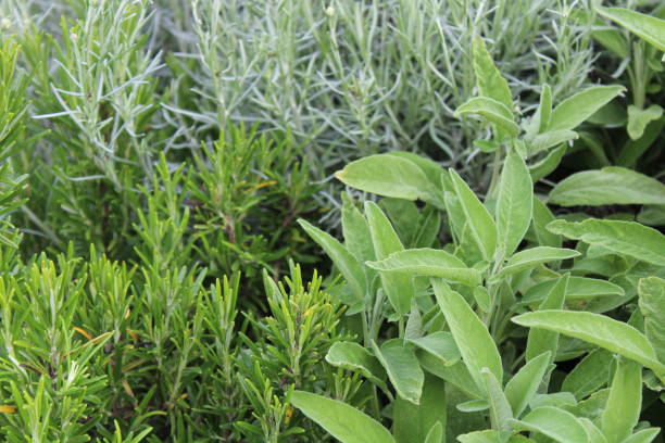istock curry plant and sage in the garden 1304044781