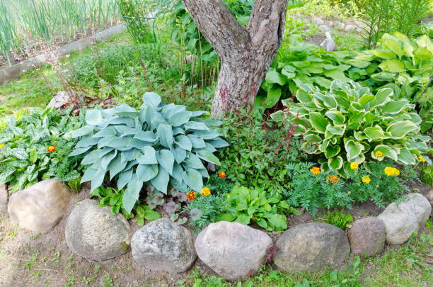 Shade-tolerant plants in a flowerbed in the trunk circle Hosts on a flower bed in a shady garden hosta photos stock pictures, royalty-free photos & images