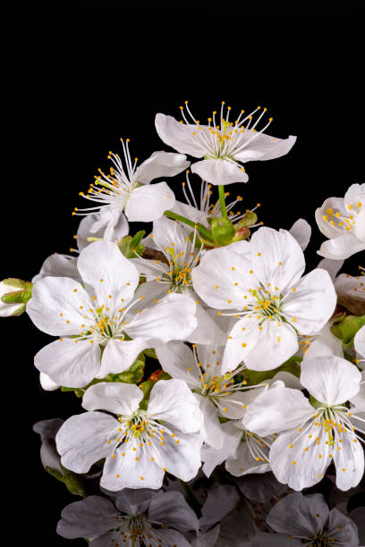 istock Apple tree blossom isolated on black background, close up. White delicate spring flowers. 1304045427