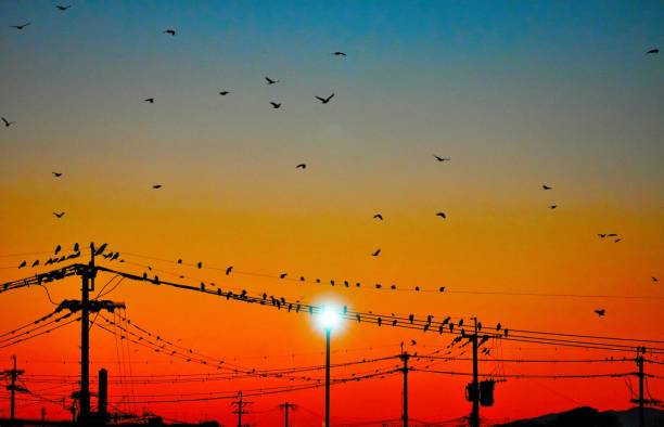 istock A lot of crows on the wire and the sunset sky 1304045441