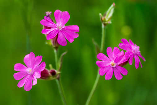 Detailed close up of red campion flowers (elandrium rubrum) in full bloom against a soft green background