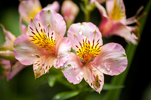 Light Pink Peruvian L:ilies, also known as the lily of the Incas, (Alstroemeria pelegrina) with a few waterdroplets