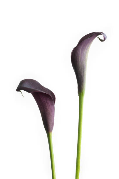 Pair of purple calla lilies isolated over white background