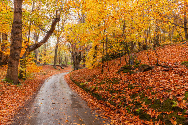 bosque otoñal y sinuoso camino rural - equinoccio de otoño fotografías e imágenes de stock