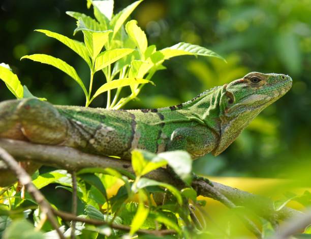 istock green iguana sitting on branch 1304048340