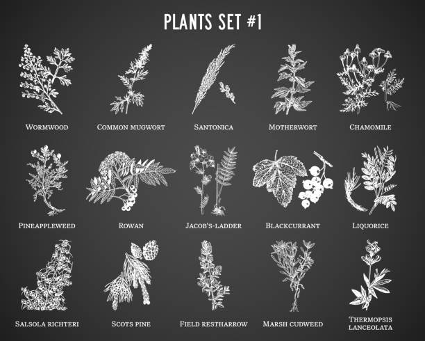 검은 색 배경에 설정된 벡터 손으로 그린 식물 - chamomile chamomile plant herbal medicine flower stock illustrations