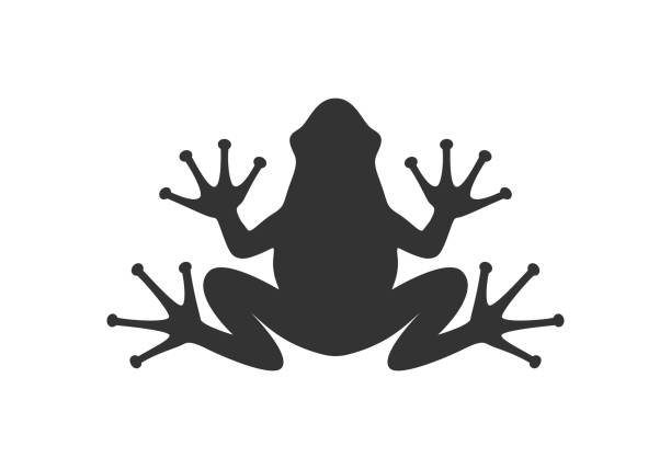 Frog symbol Frog graphic icon. Frog black sign isolated on white background. Vector illustration cartoon of a frog black and white stock illustrations