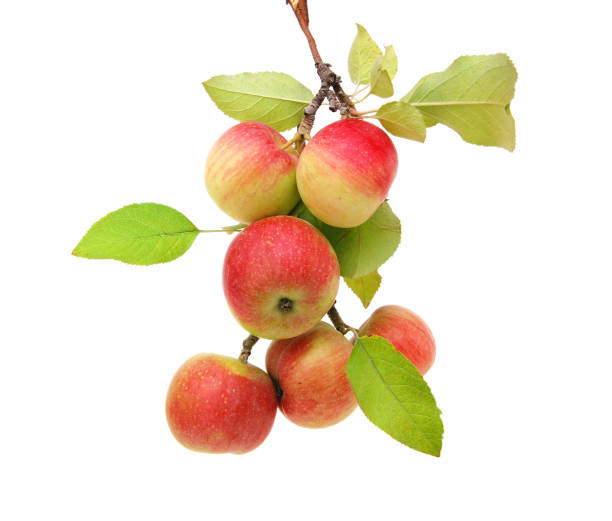 istock Galla apple fruits isolated whtie 1304049395